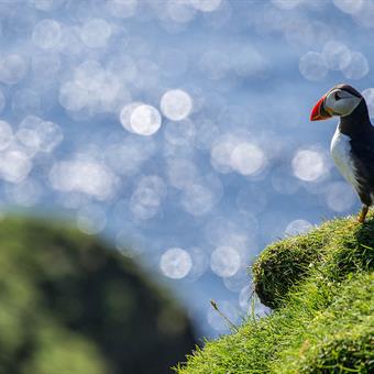 Puffin sitting on a cliff