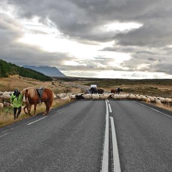 sheep rettir horse
