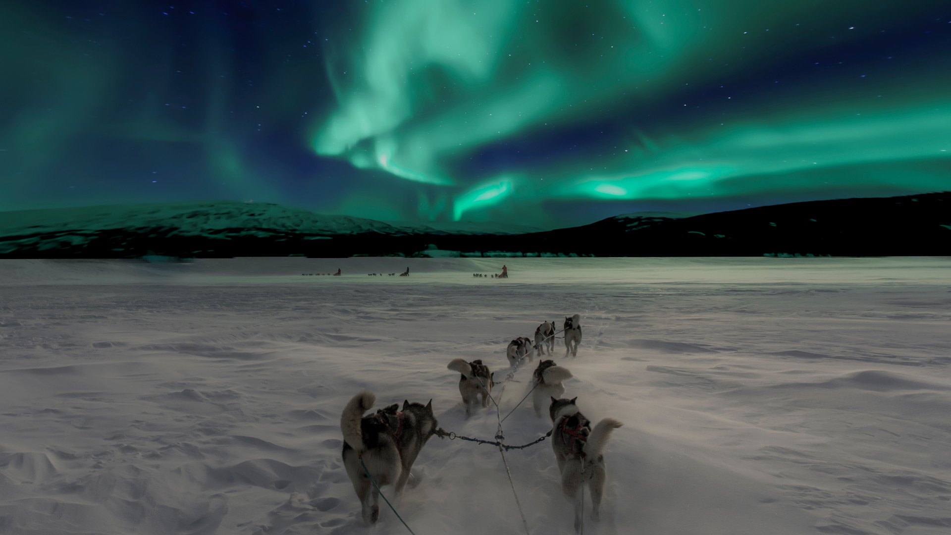 Dog sledding under Northern lights in Norway