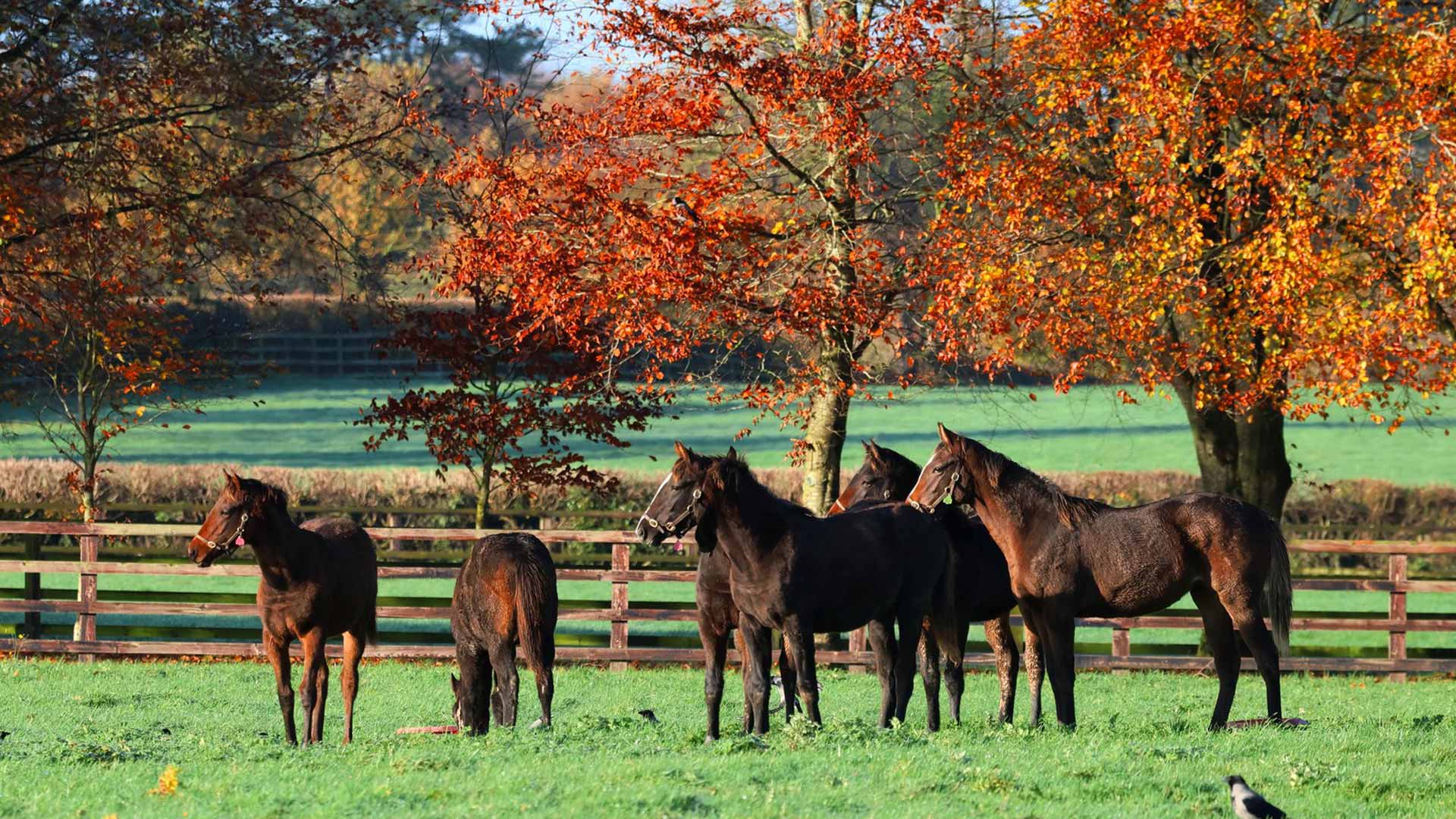 Horses on the field and fall's red trees ©Irish National Stud Gardens