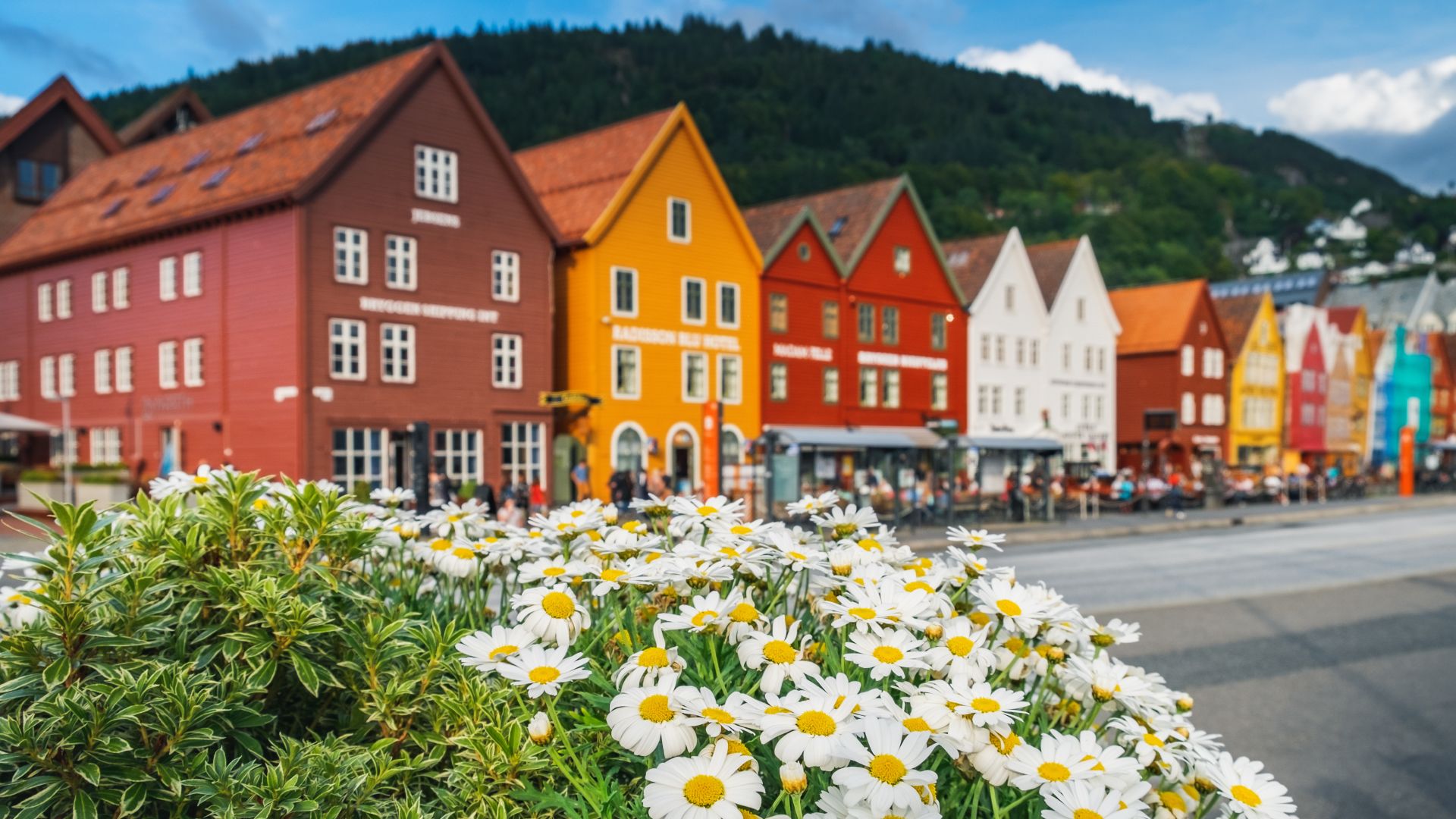 Flowers in Bryggen, Bergen, Norway