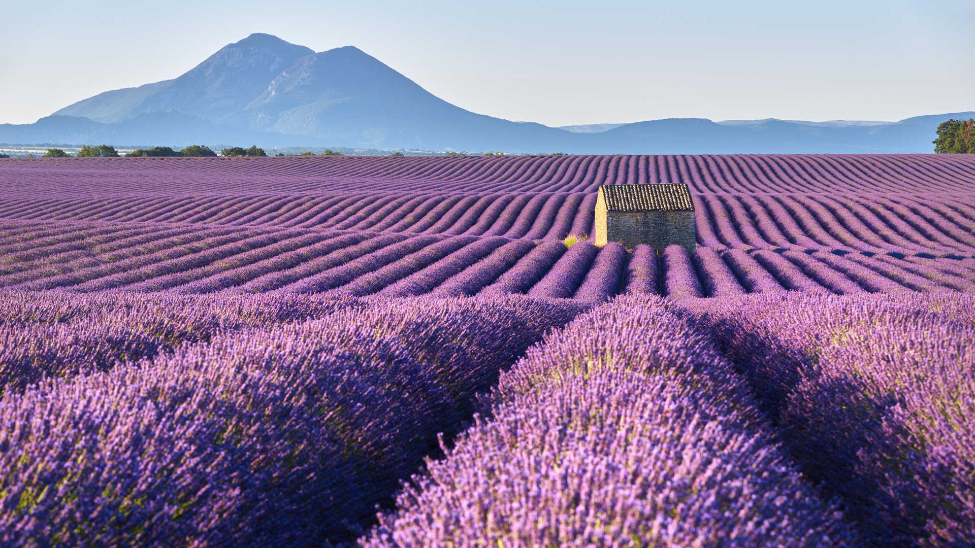 Lavender fields in Plateau de Valensole with a stone house in Summer
