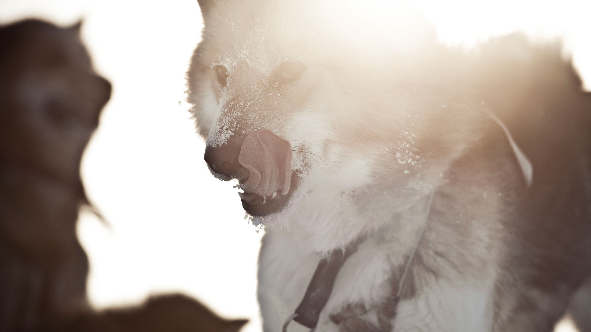 Sled dog - ©Andre Schoenherr - greenland.com