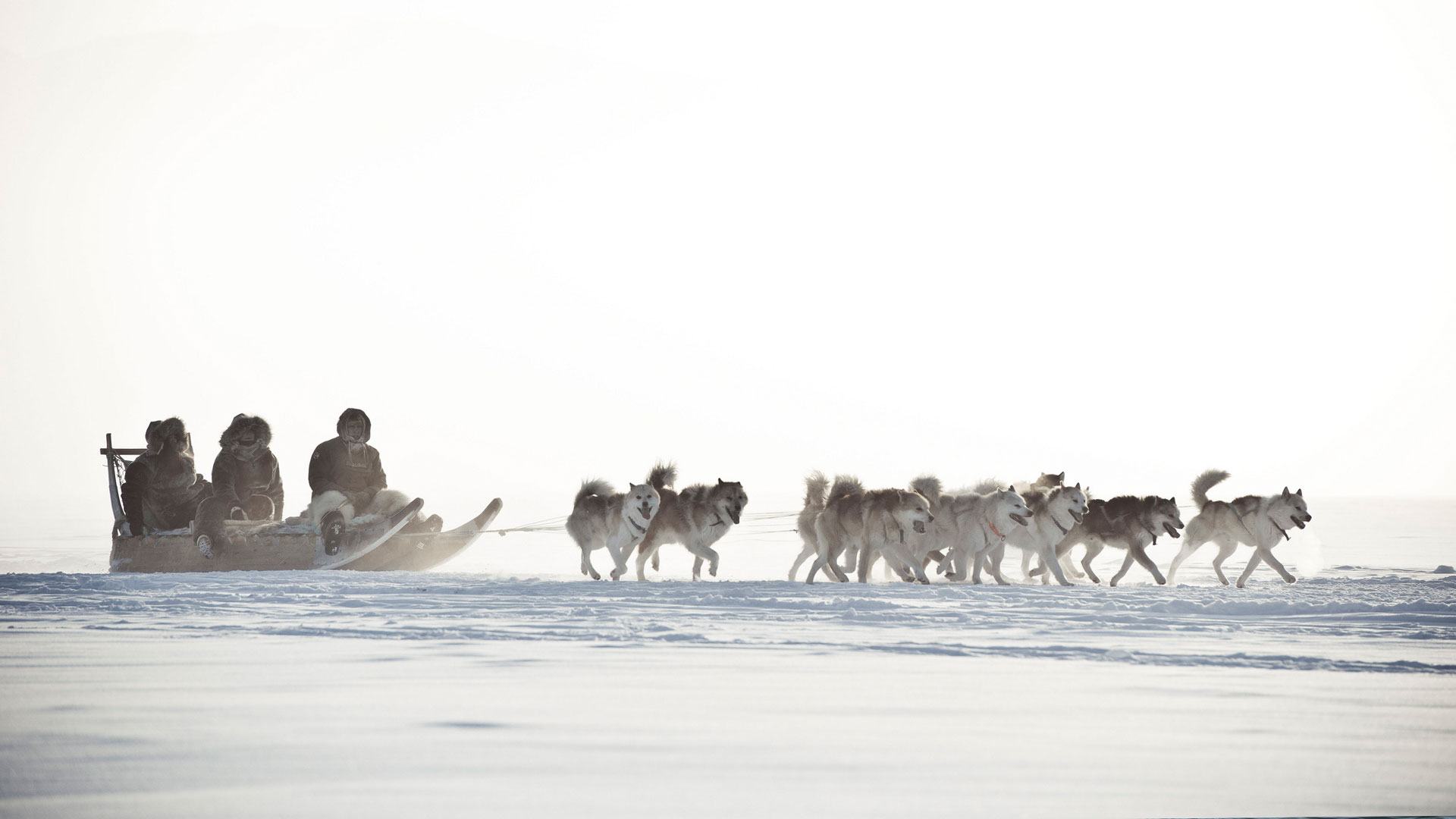 Dog Sledding - ©Thomas Nørby Mogensen - greenland.com