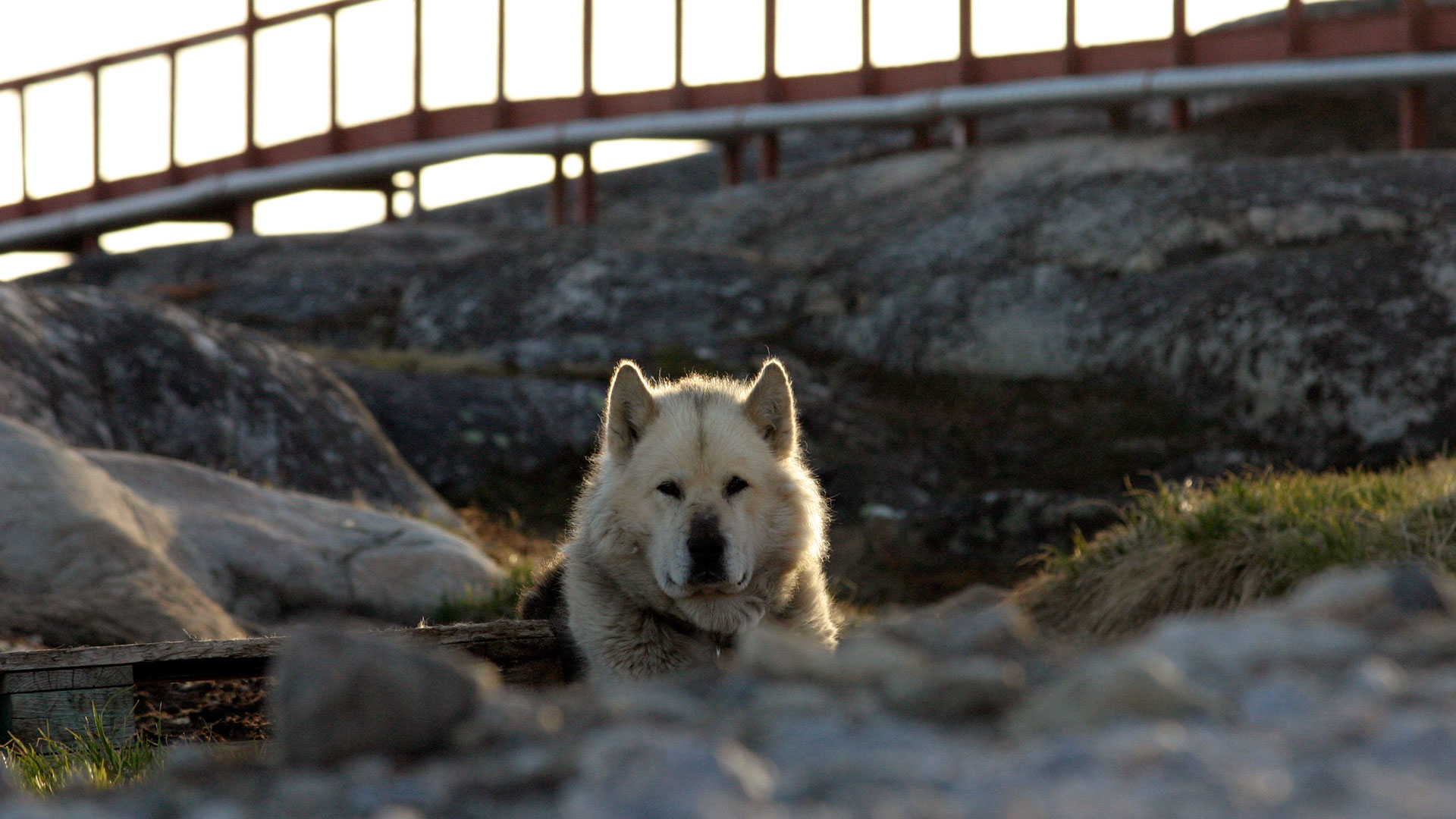 Sled dog in Ilulissat