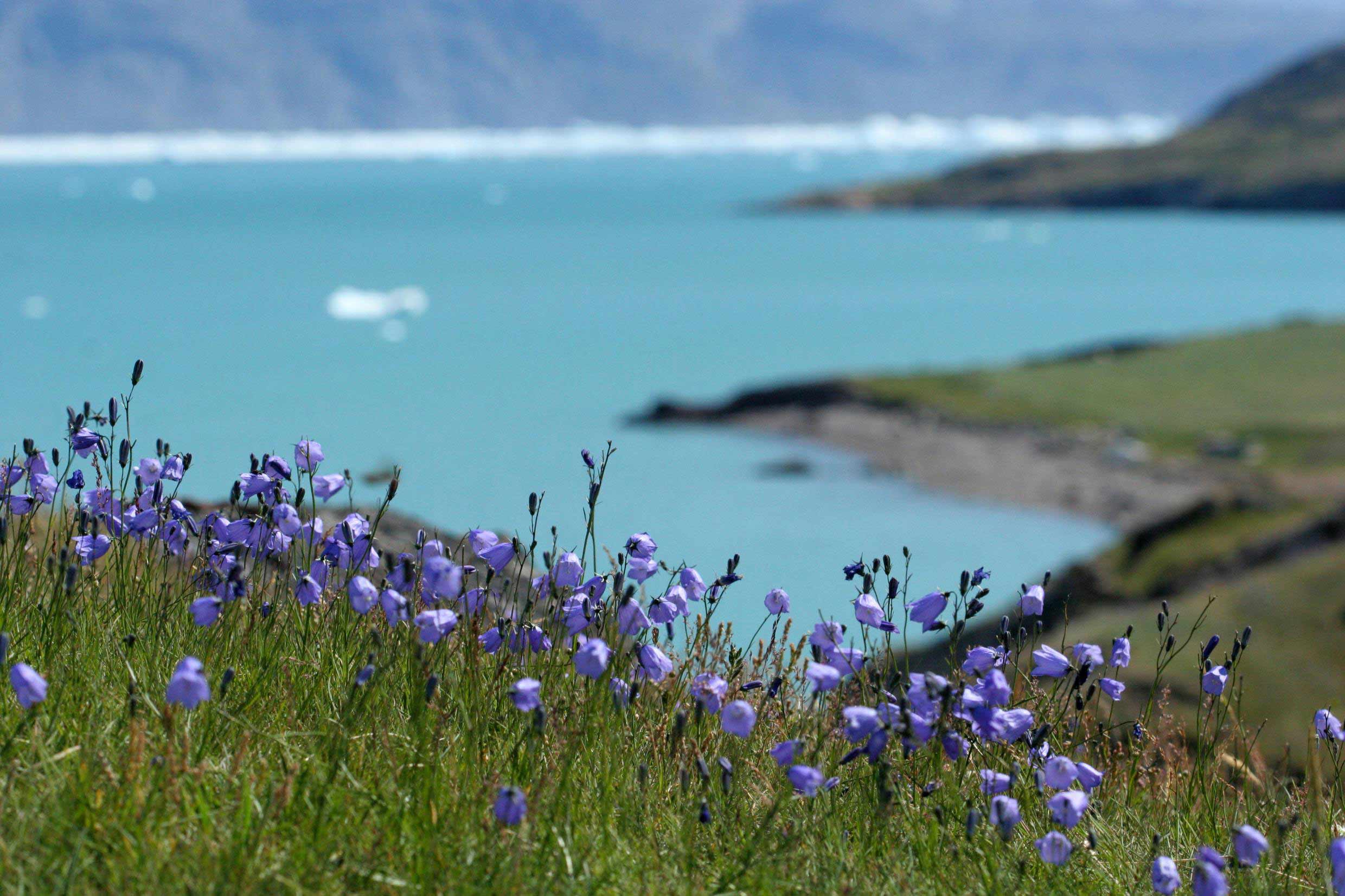 South Greenland