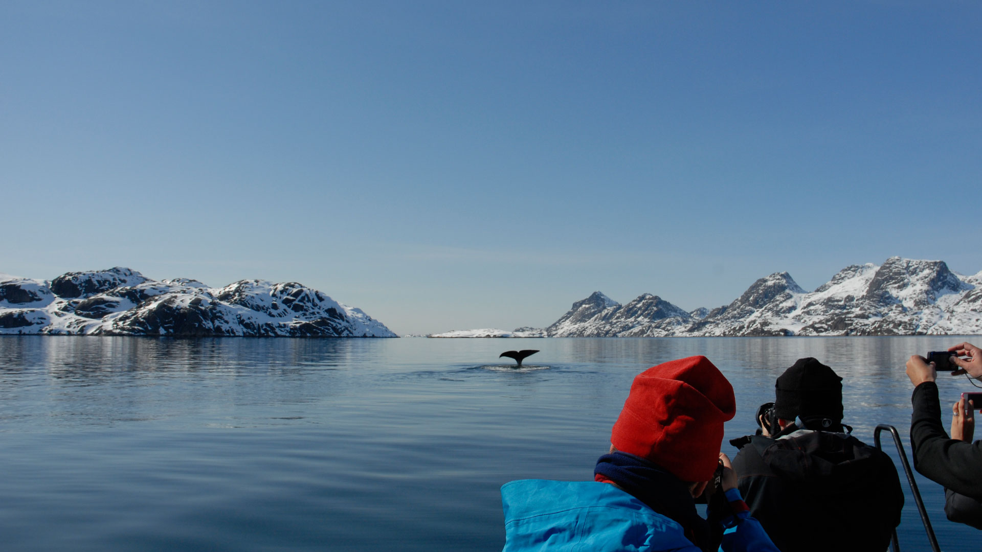 Whale Watching - ©Jörg Erhligh - greenland.com