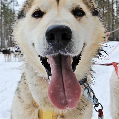 Sled dog puppy - Lapland