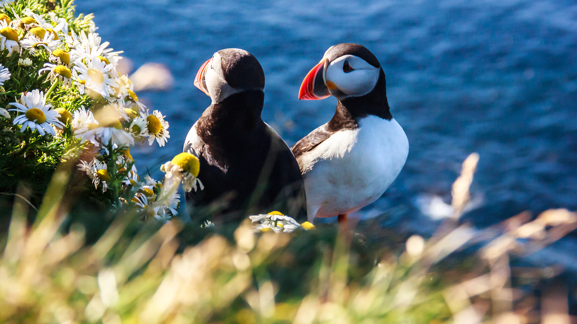 Icelandic puffins perched on a flower-covered cliff at Látrabjarg