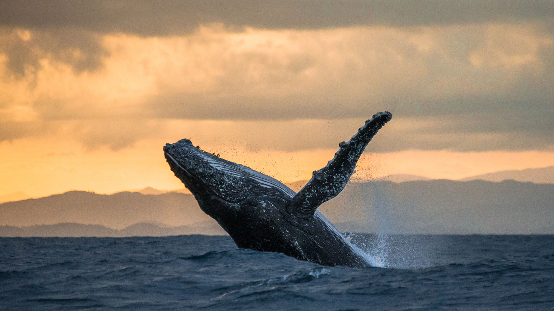 Humpback Whale jumping out of the water