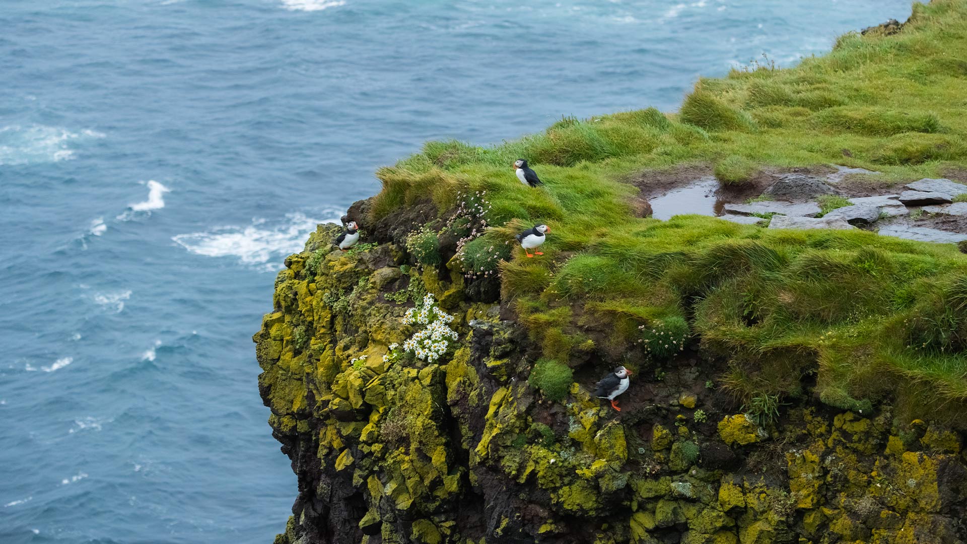 Scenic view of Látrabjarg cliffs with puffins Iceland summer landscape
