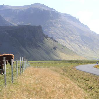 Icelandic Horses