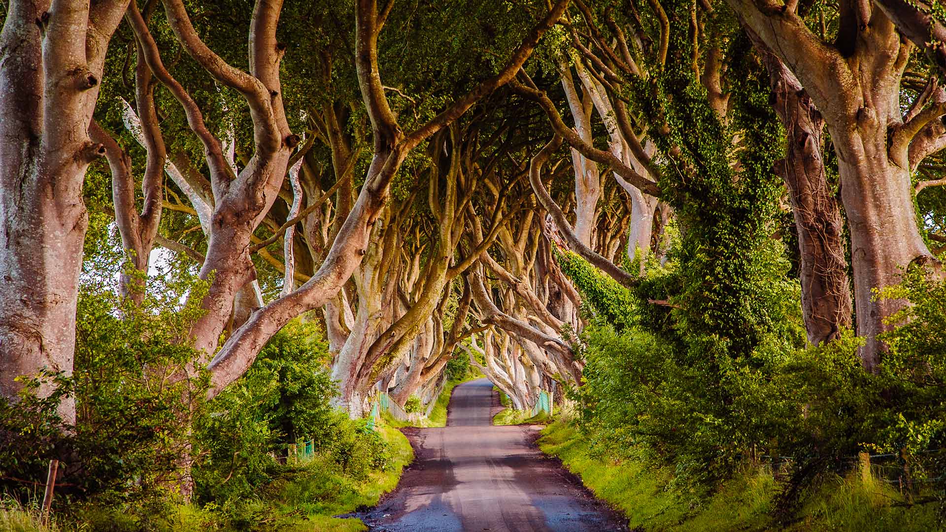 Road through the Dark Hedges tree tunnel in Ballymoney