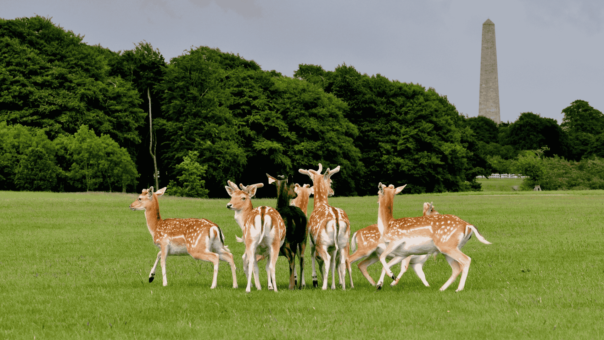 Wild deer in Phoenix Park in Dublin