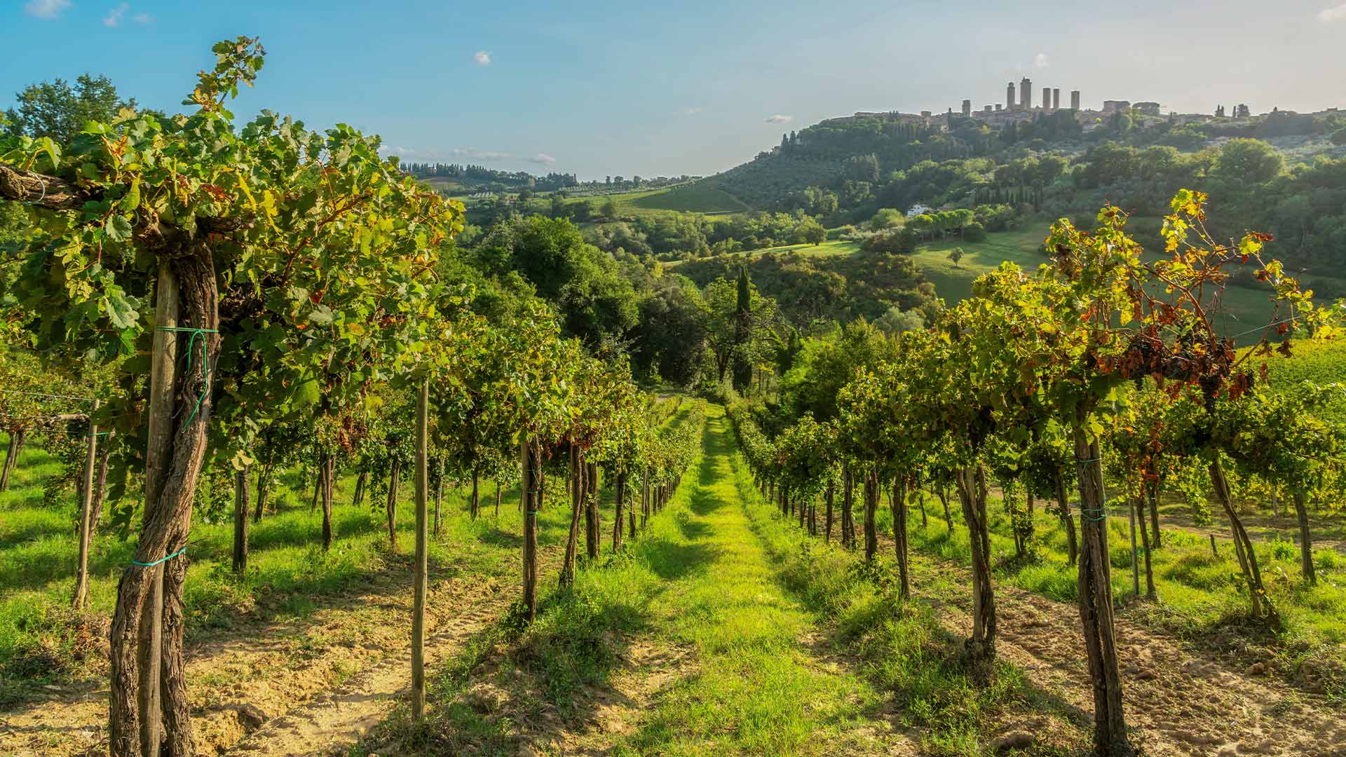 Vineyard rows with San Gimignano towers in distance Tuscany