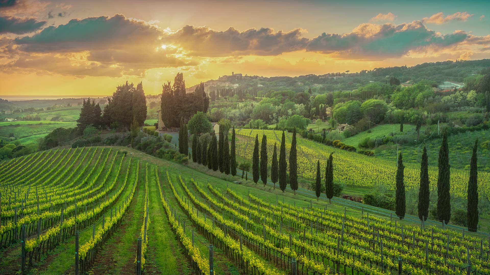 Vineyards at sunset in Alta Maremma with Casale Marittimo village