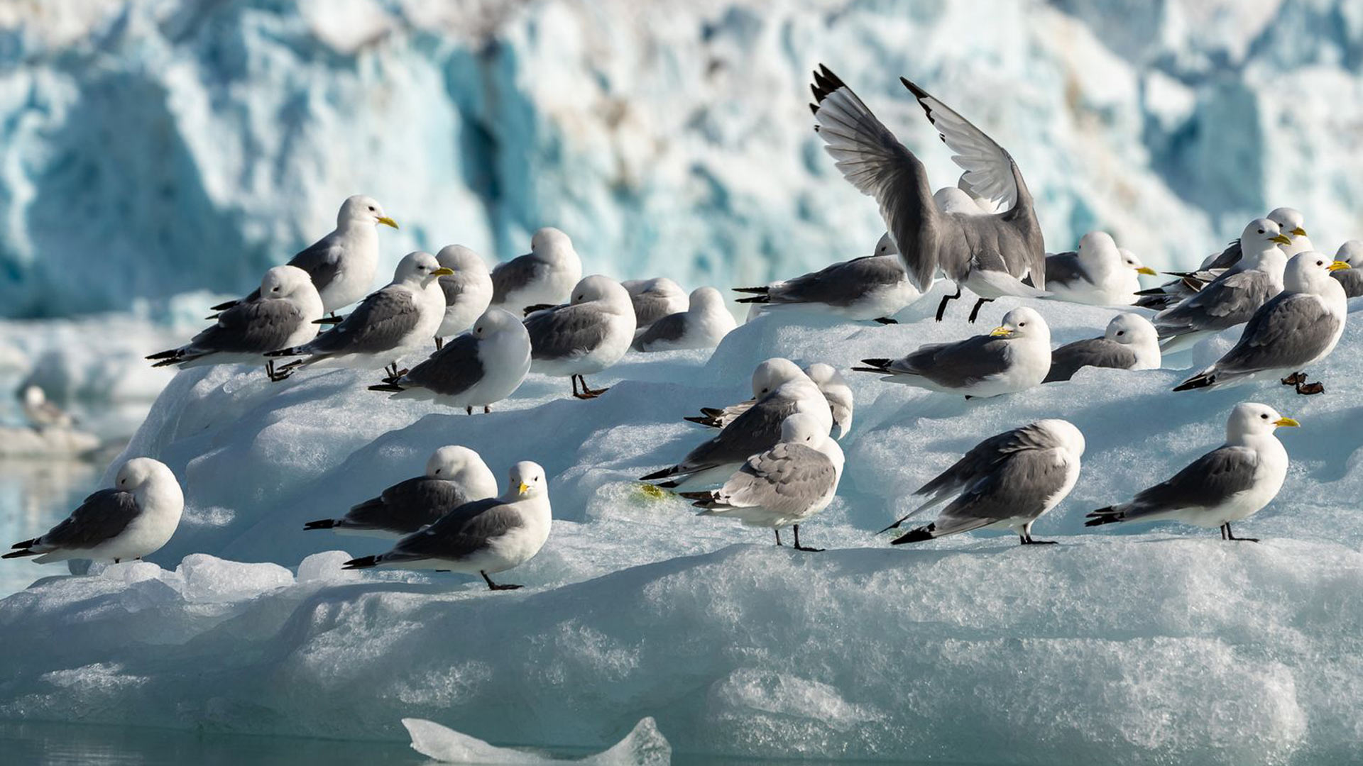 Svalbard's birdlife ©Benedicte Klyve