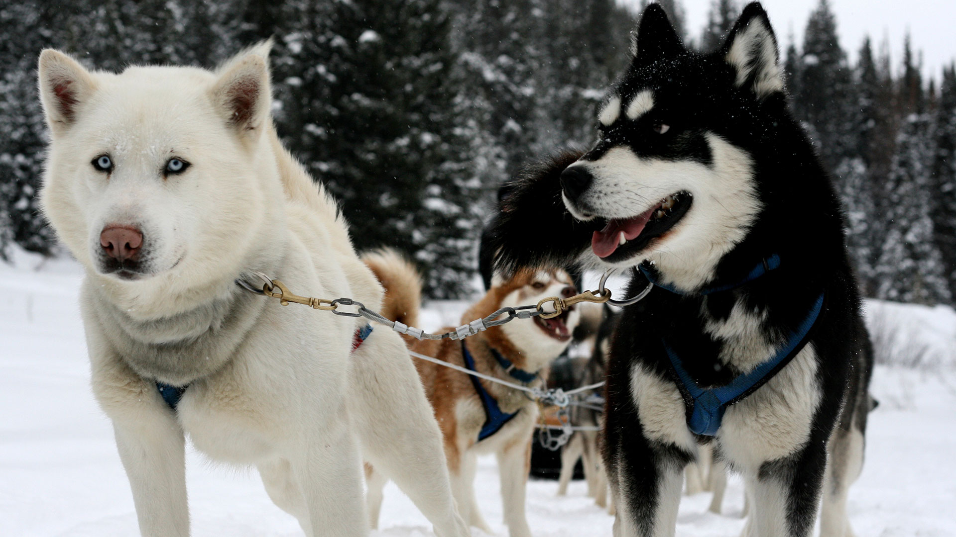 Dog Sledding in Swedish Lapland