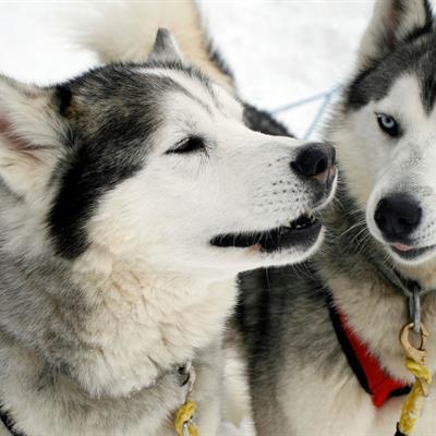 Sled Dogs