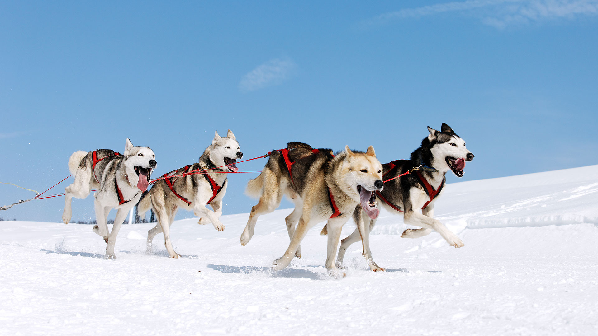 Dog Sledding in Swedish Lapland