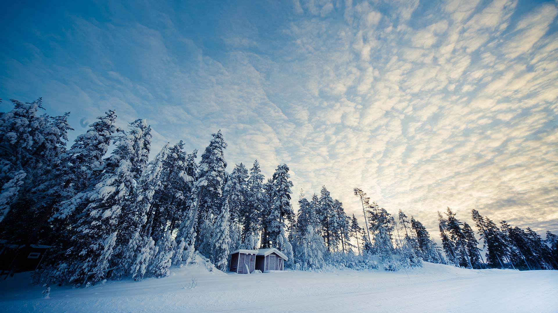 Forest in Lapland?400x200;crop
