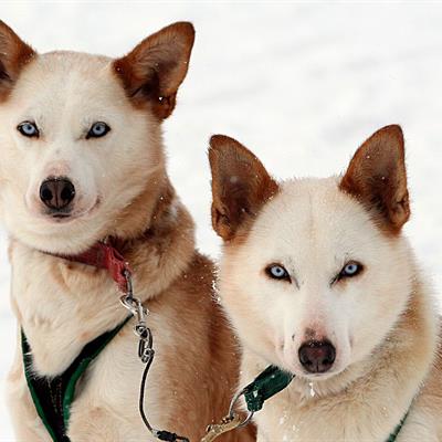 Huskies in Lapland