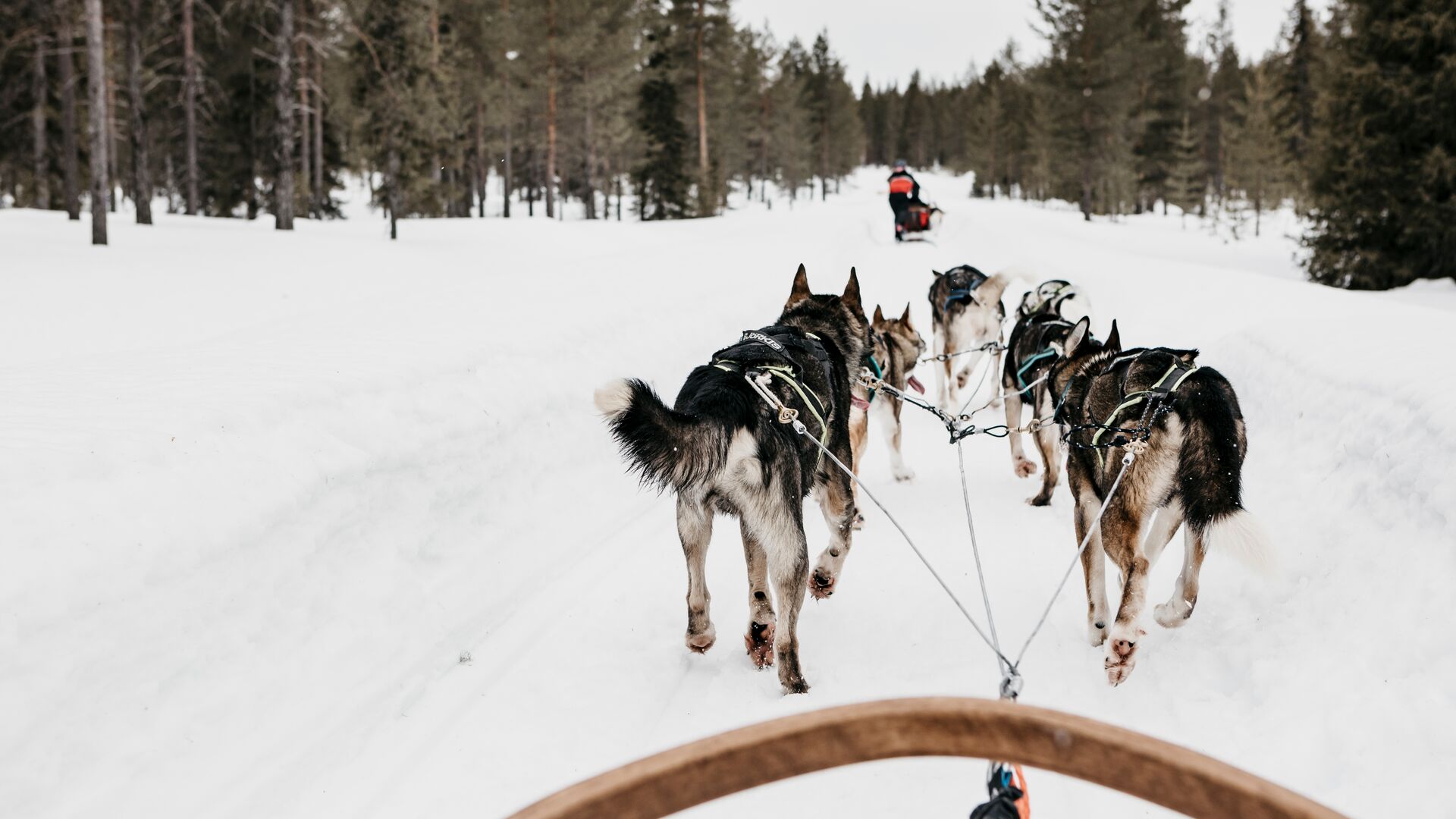 Husky safari ©Lapland Hotels