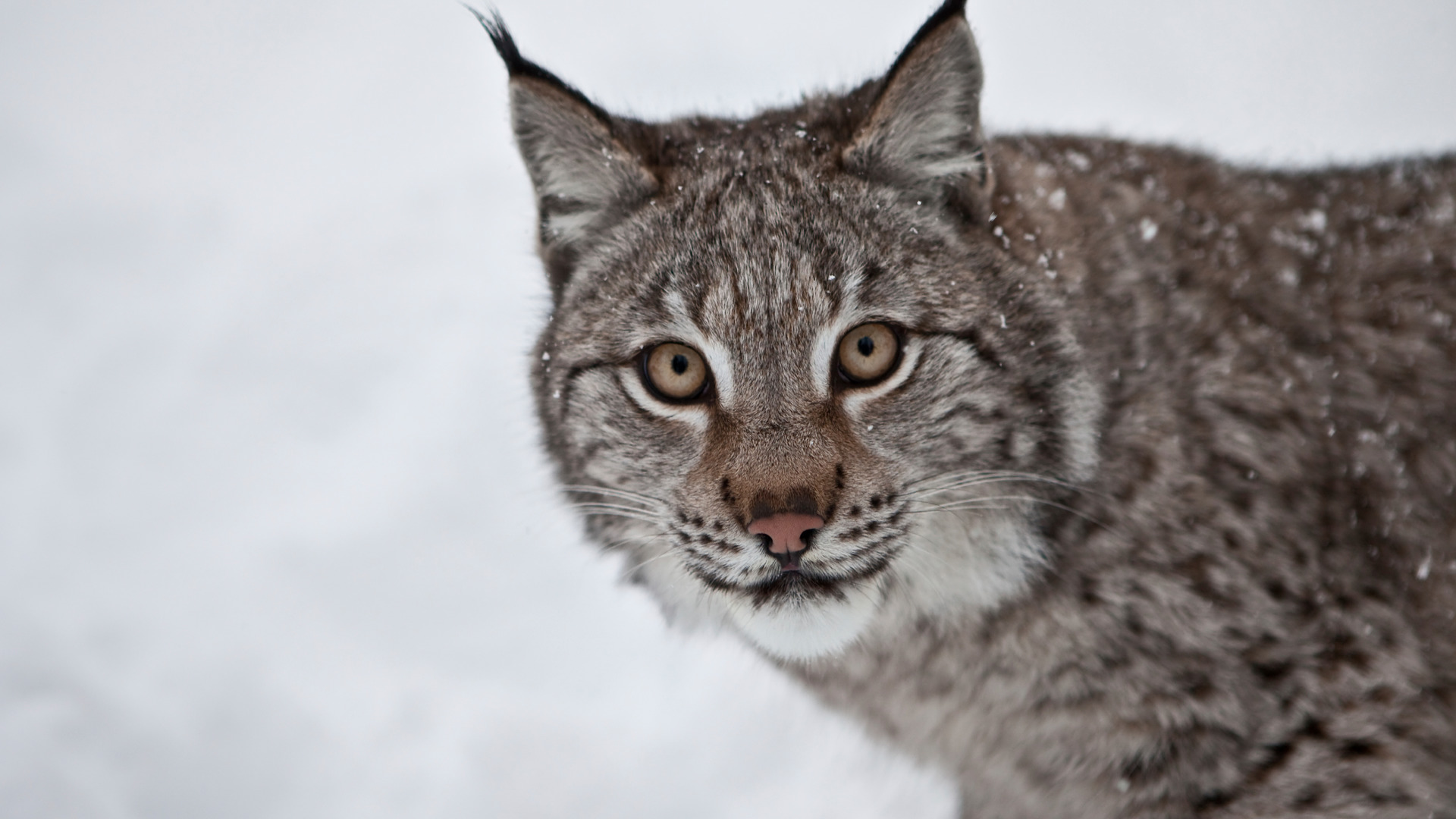 Larg Lynx in the Swedish Lapland