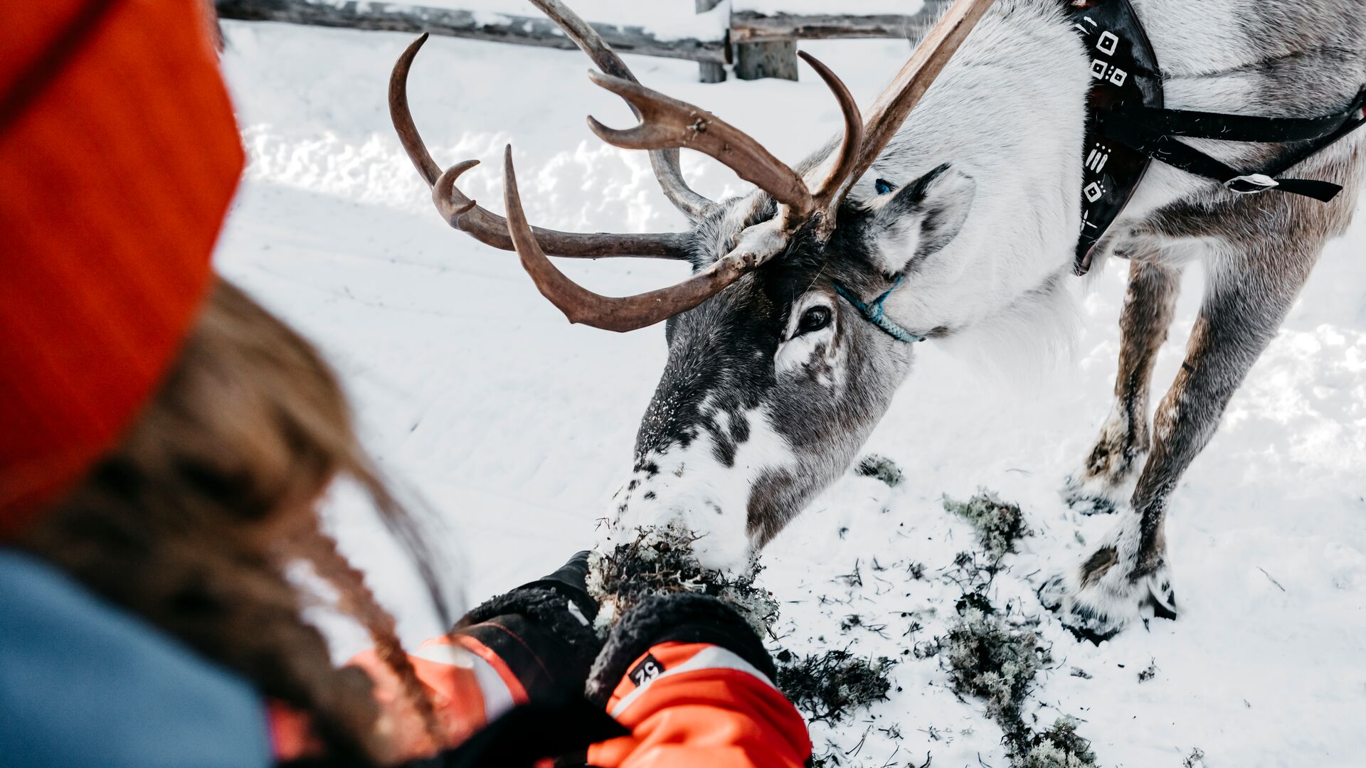 Reindeer farm ©Lapland Hotels