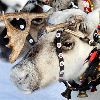 Sami Reindeer