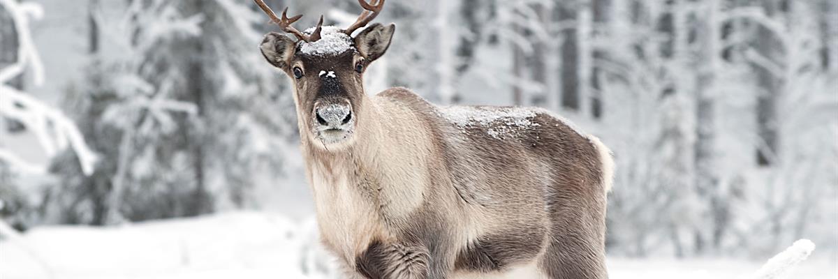 Reindeer