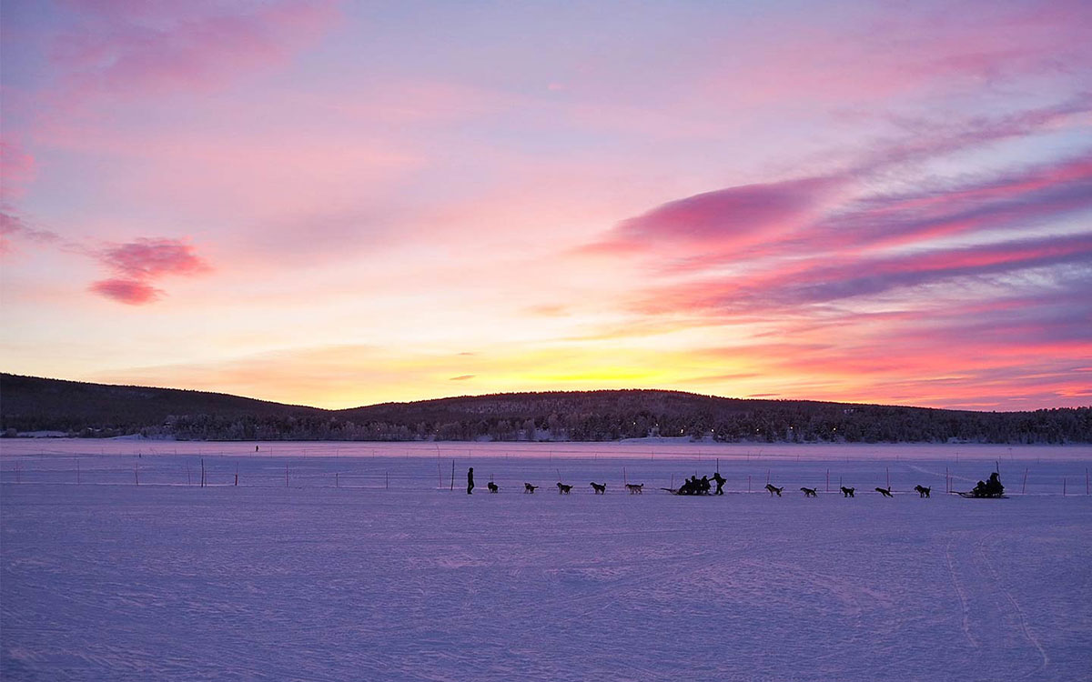 kiruna guide tour dogsledding