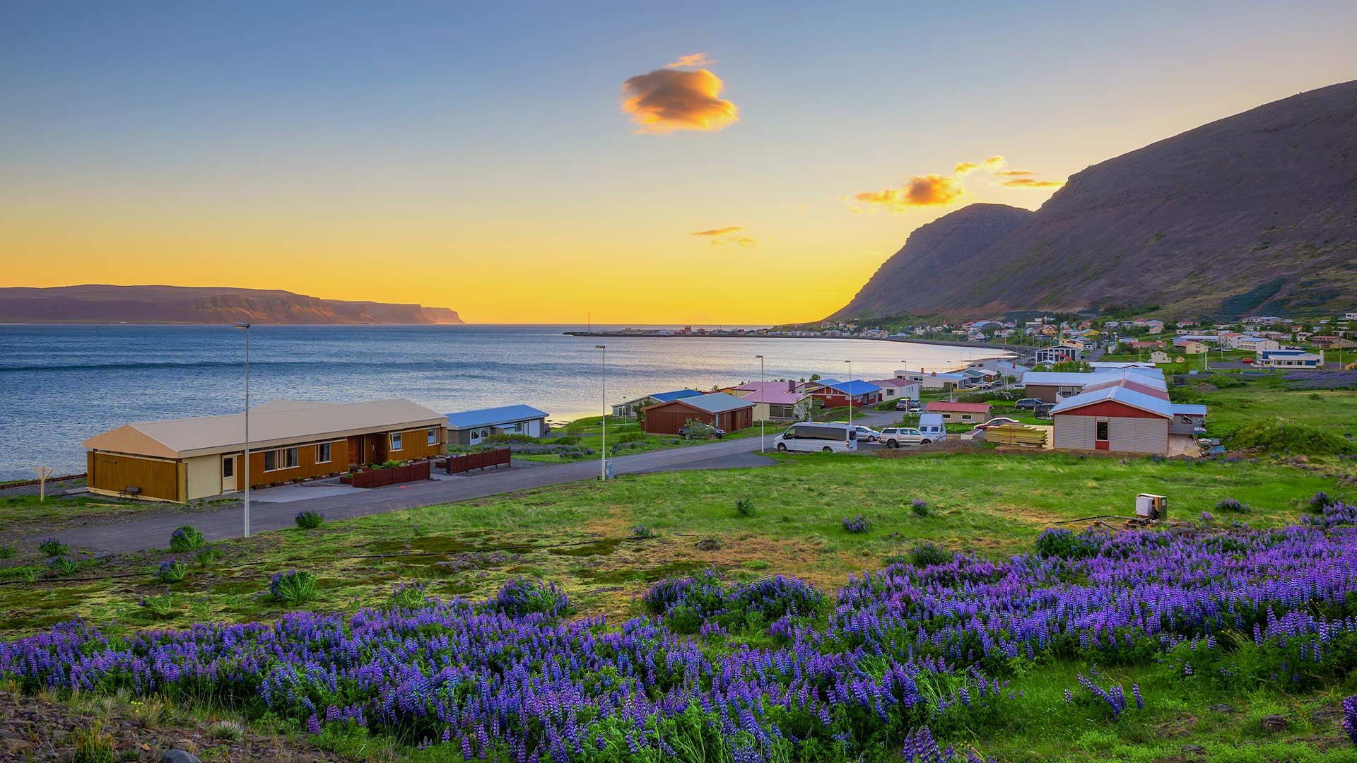 Patreksfjörður village surrounded by blooming lupines