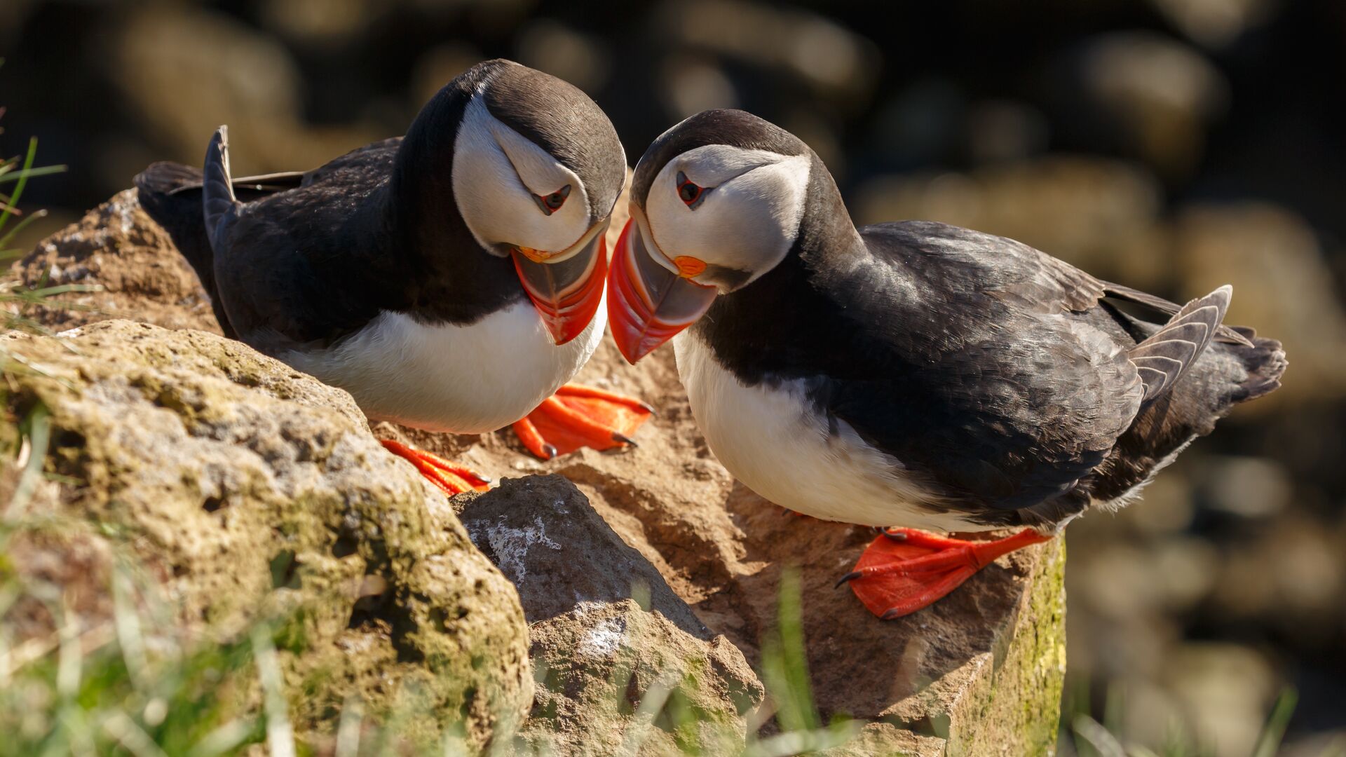 Puffins at Látrabjarg Cliffs in the Westfjords