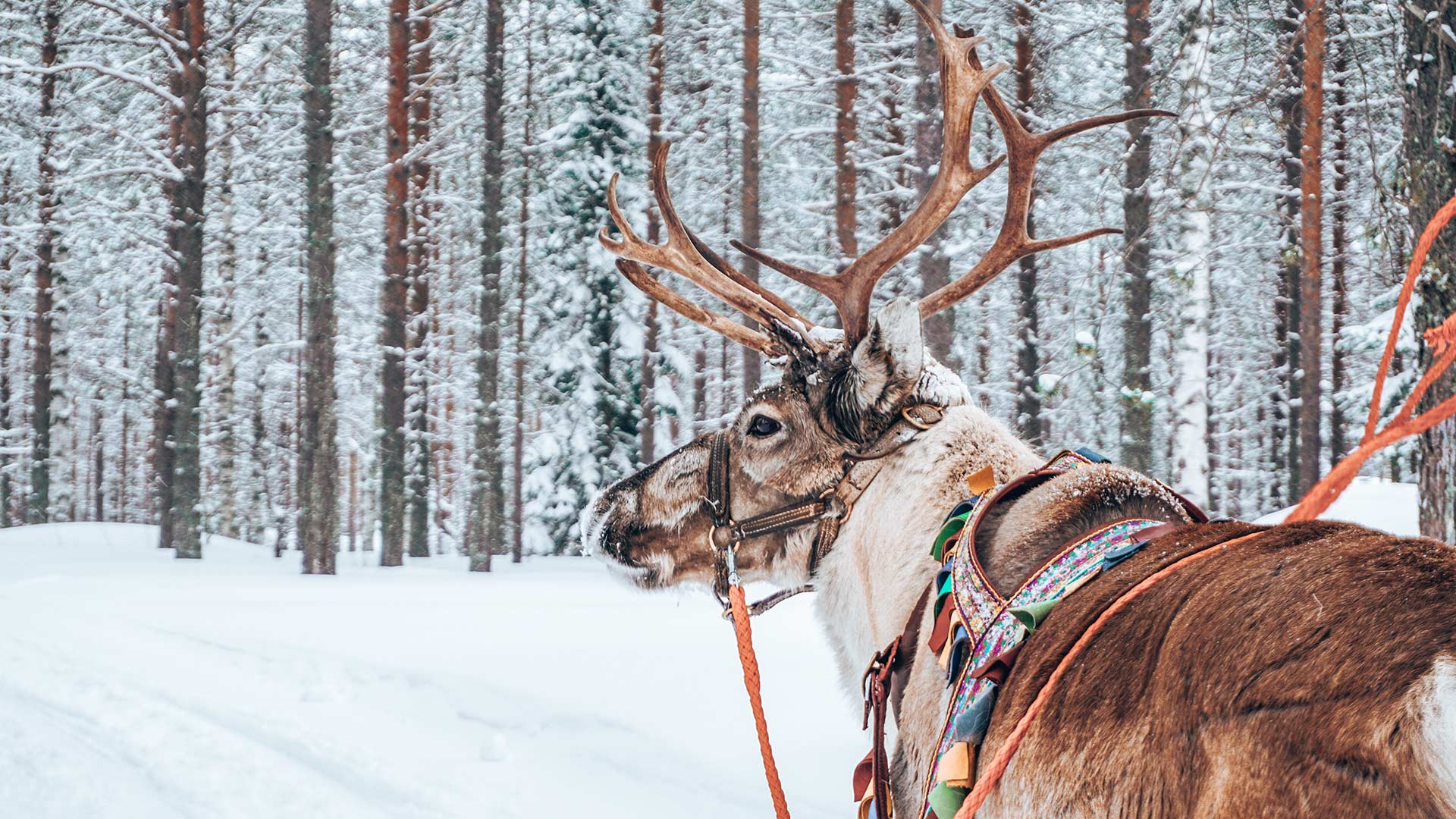 Reindeer in wintertime, Rovaniemi, Finland