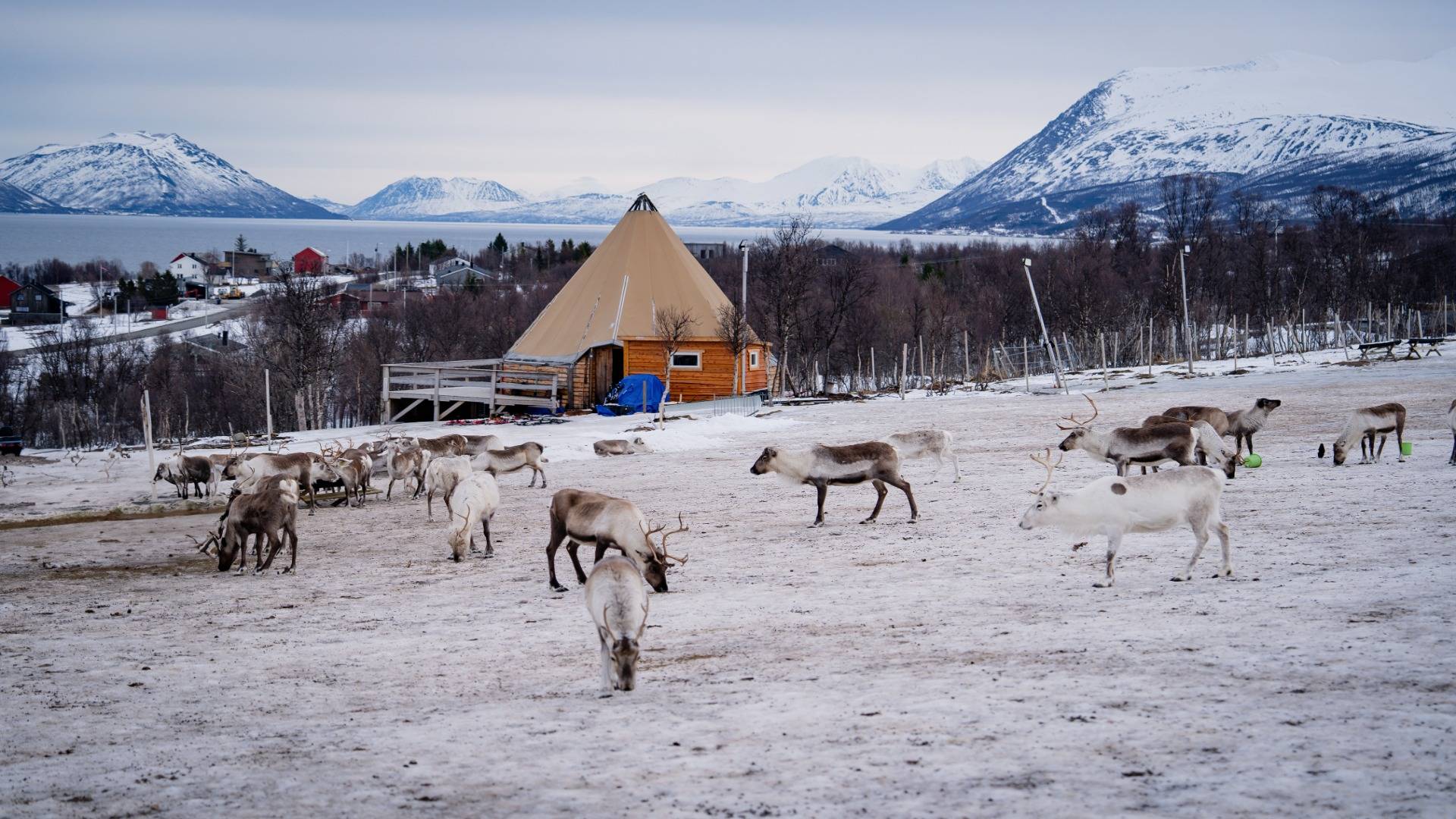 Reindeer near a traditional Sami tent in northern Norway