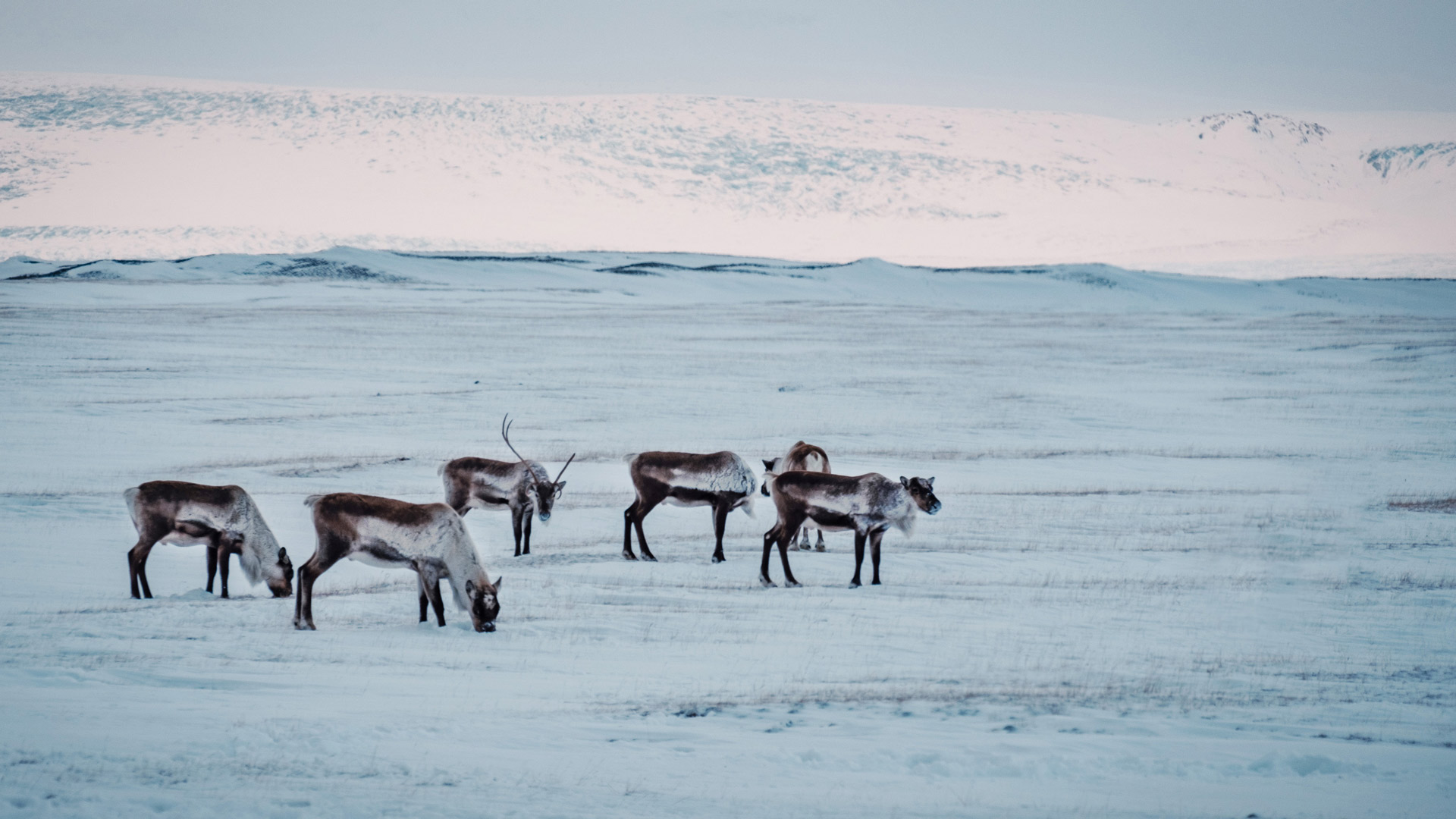 Reindeers in Southeast Iceland