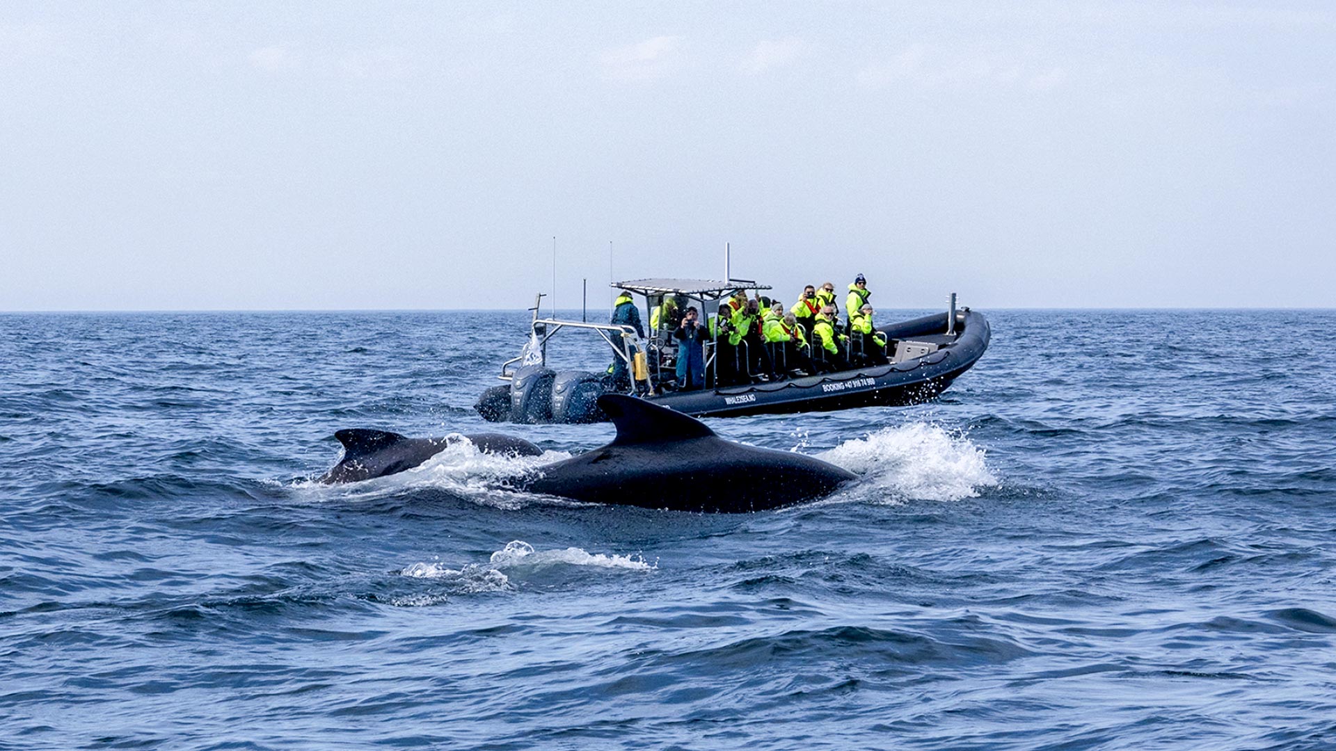 RIB whale watching safari from Andenes ©Whale2Sea