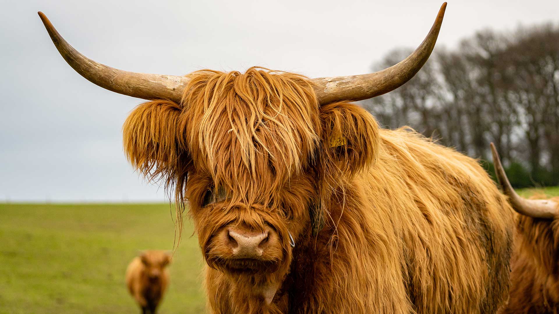 A highland cow in Scotland