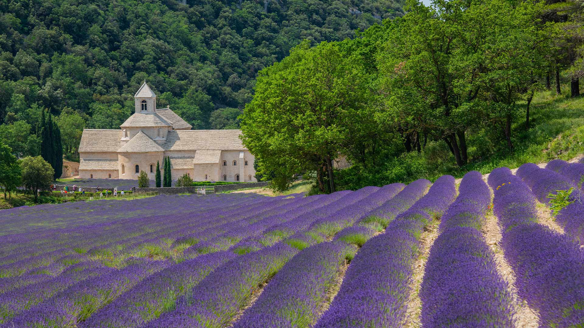 Sénanque Abbey in Gordes with lavender fields, Provence 