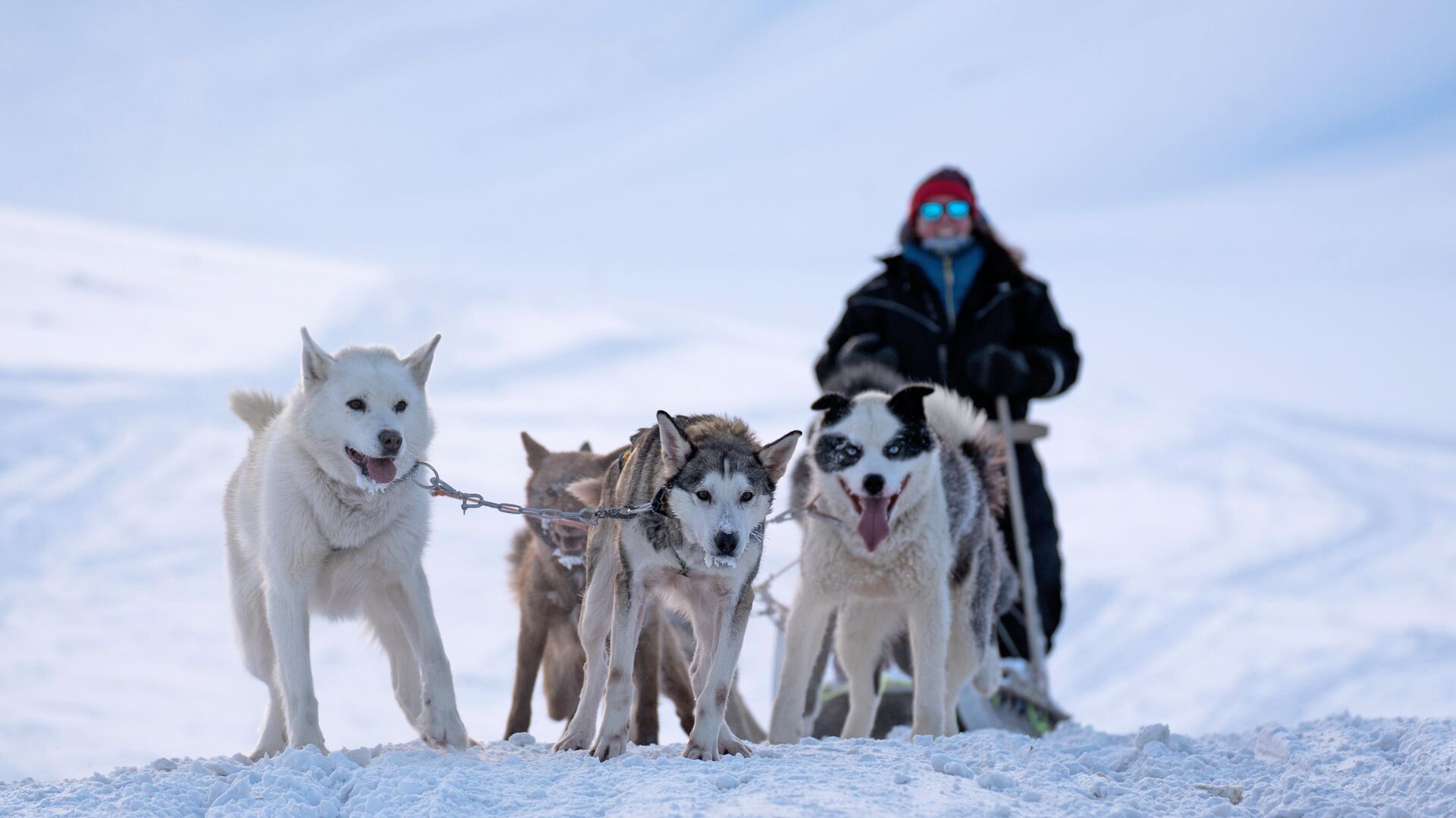 Dog sledding in Svalbard ©Basecamp Explorer