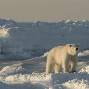 polar bear svalbard