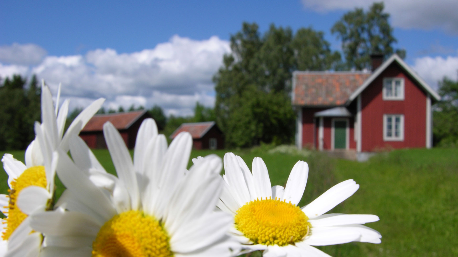 The Swedish Countryside