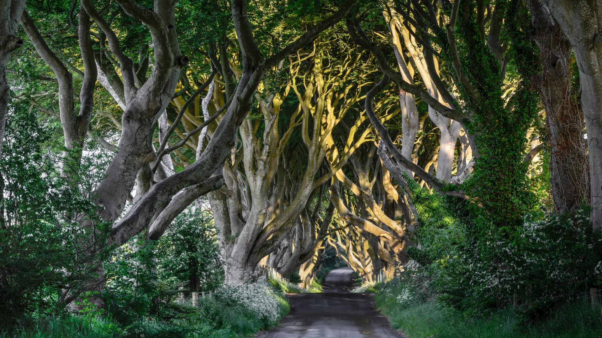 The Dark Hedges Northern Ireland