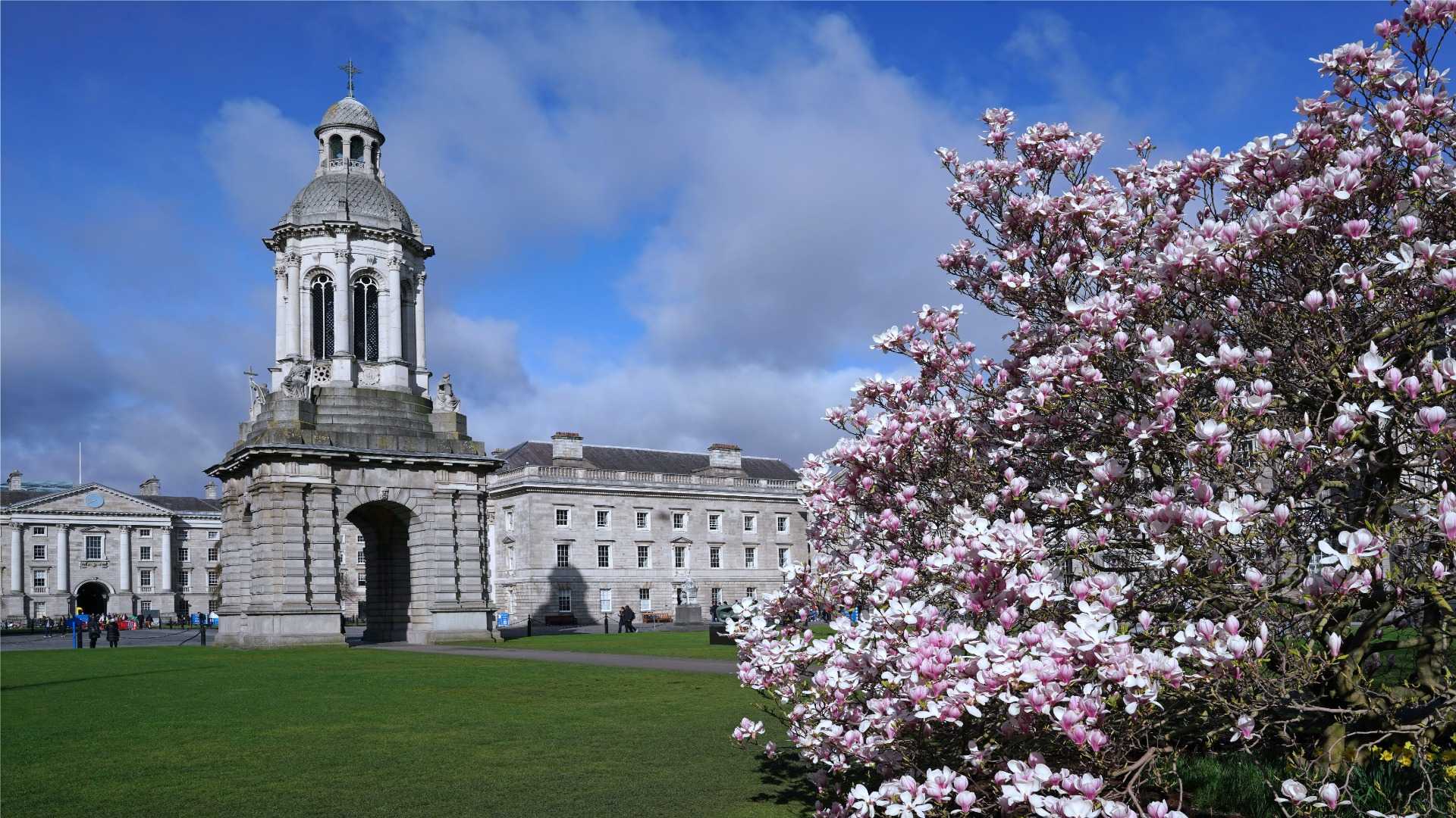 Trinity College Dublin with cherry blossom trees
