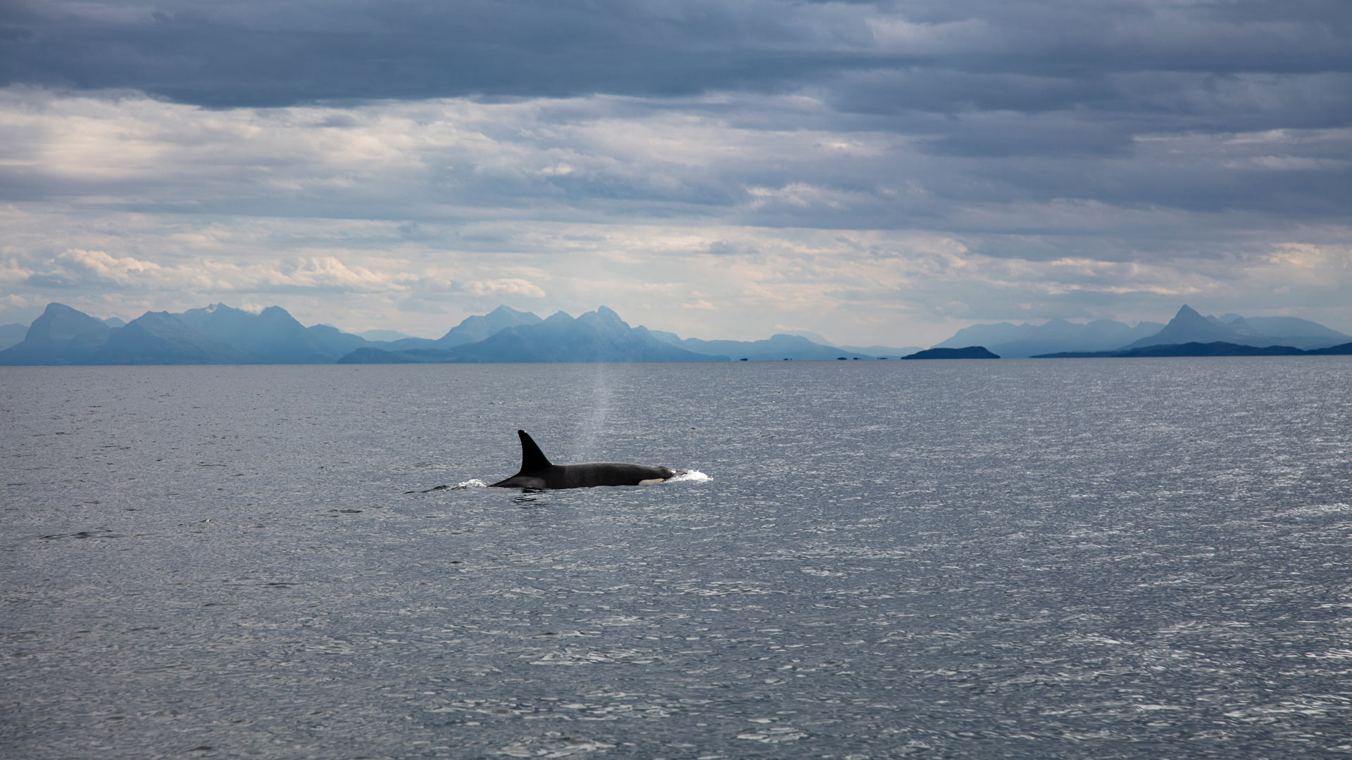Orca whale seen in Andenes, Norway