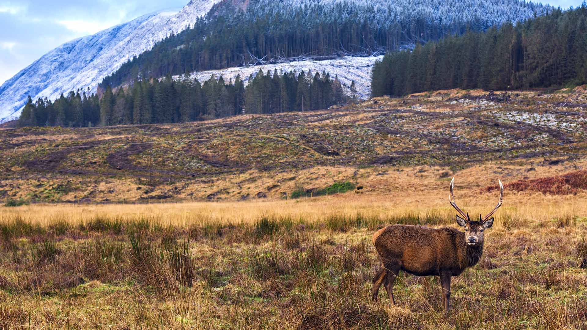 Winter scene in Scotland