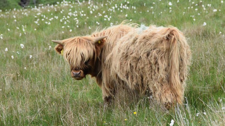 Highland Cow