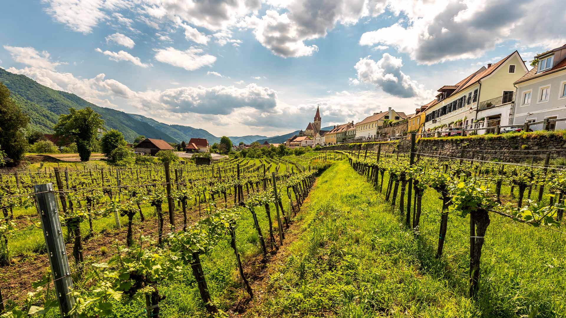 View of the vineyards in Wachau Valley