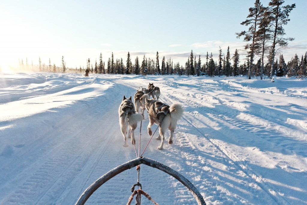 Dog sledding in Kiruna, Sweden